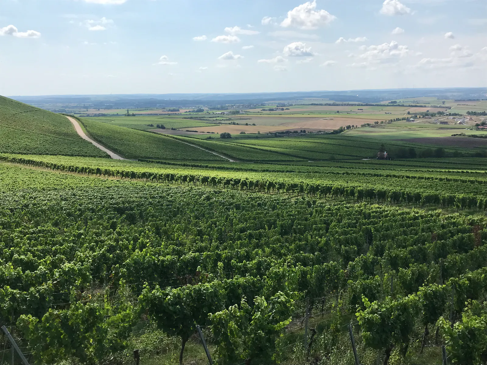 Weinberg in Franken