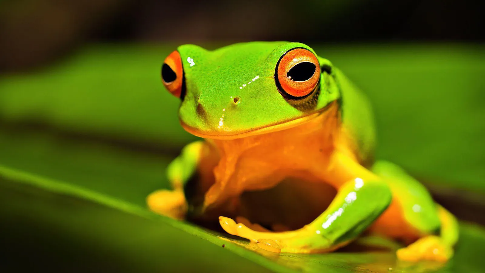 A very cool looking frog